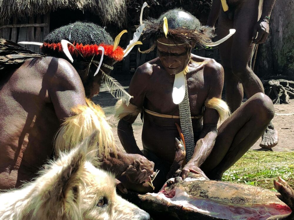 Reise in West Papua in Indonesien. Im Baliem Tal nehmen traditionell gekleidete Einheimische im Rahmen des Schweinefests ein Schwein aus.