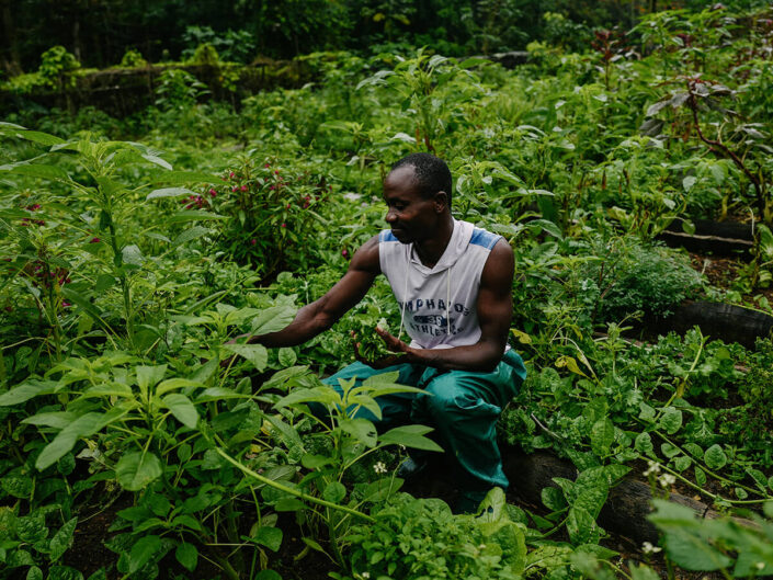 Reise in Sao Tome und Principe in Afrika. Ein einheimischer Mann knieht in einem üppigen Garten und pflückt Blätter von einem Busch.