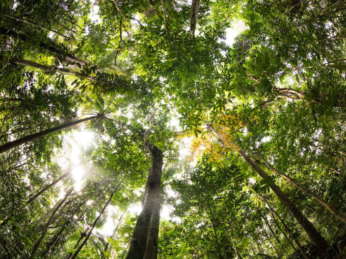 Reise in Sao Tome und Principe in Afrika. Sicht vom Waldboden aus zu den Baumkronen eines Urwalds, die Sonne scheint zwischen den Blättern hervor.
