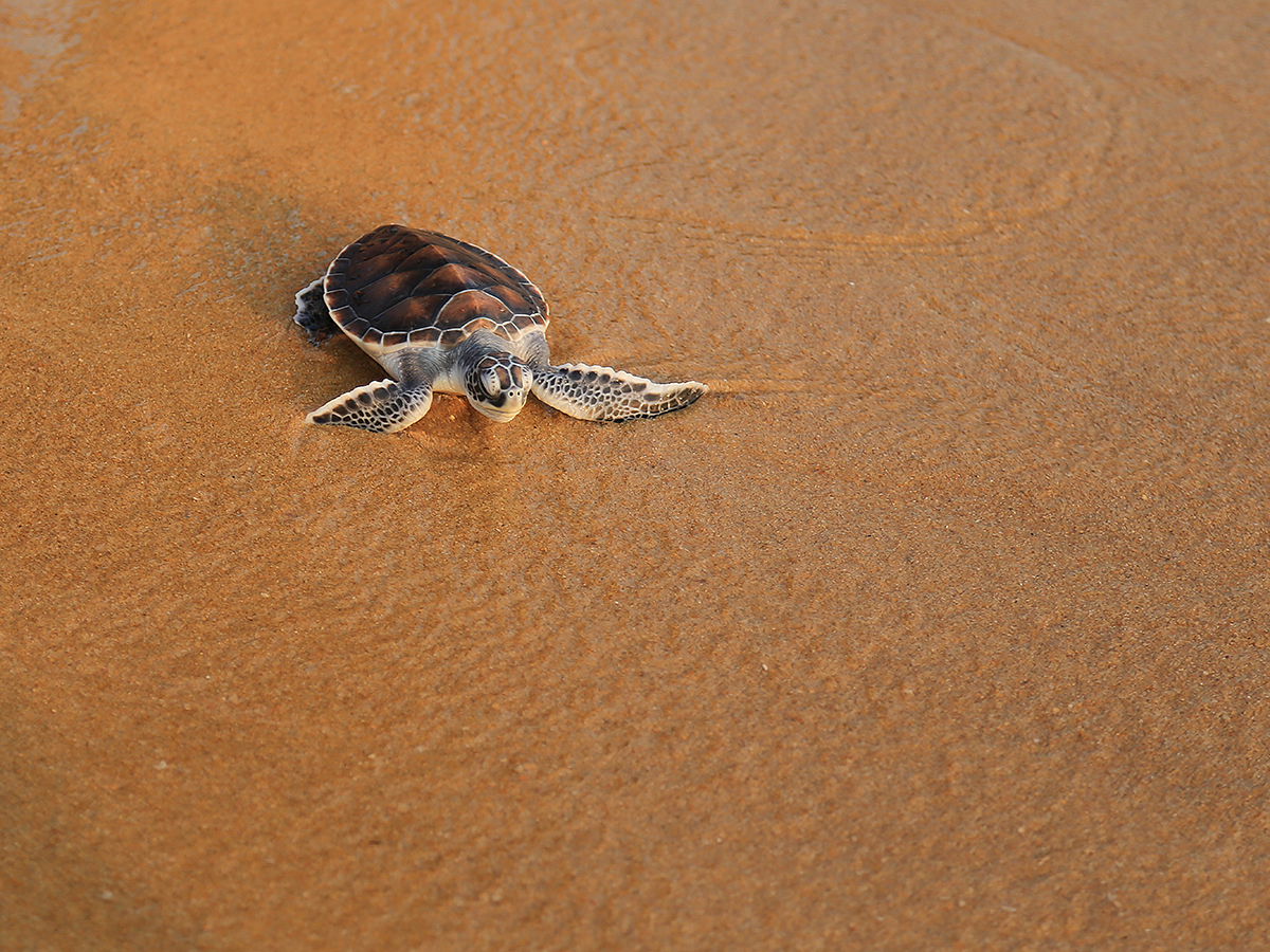 Reise in Sao Tome und Principe in Afrika. Ein frisch geschlüpftes Schildkrötenbaby liegt im nassen Sand.