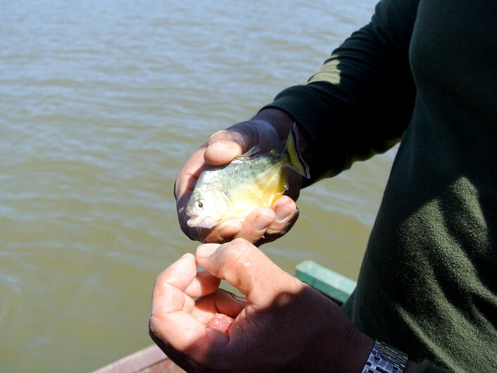 Reise in Peru in Südamerika. Ein einheimischer Mann hält im Tambopata Naturreservat einen Piranha Fisch in den Händen und zeigt dessen spitze Zähne.