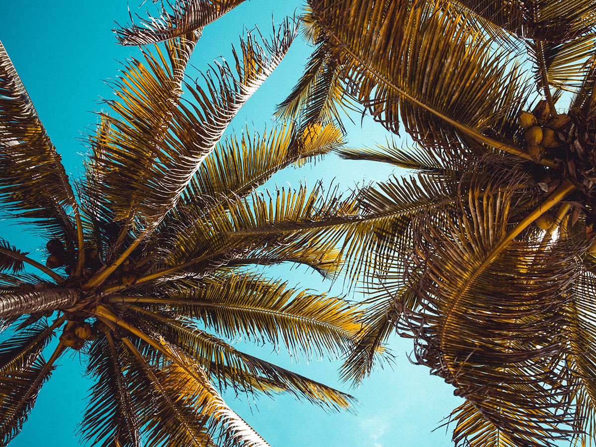 Reise in Indien in Asien. Grosse Palmen mit Kokosnüssen zeichnen sich vor dem blauen Himmel über den Andamanen Inseln ab.