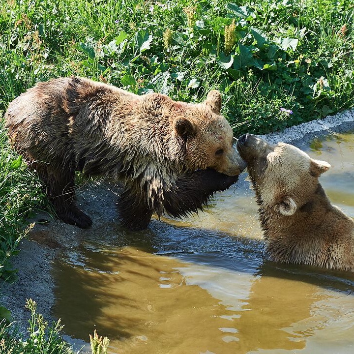 Reise in der Schweiz in Europa. Zwei Bären in Arosa spielen miteinander, einer liegt im Wasser, der andere steht am Ufer.