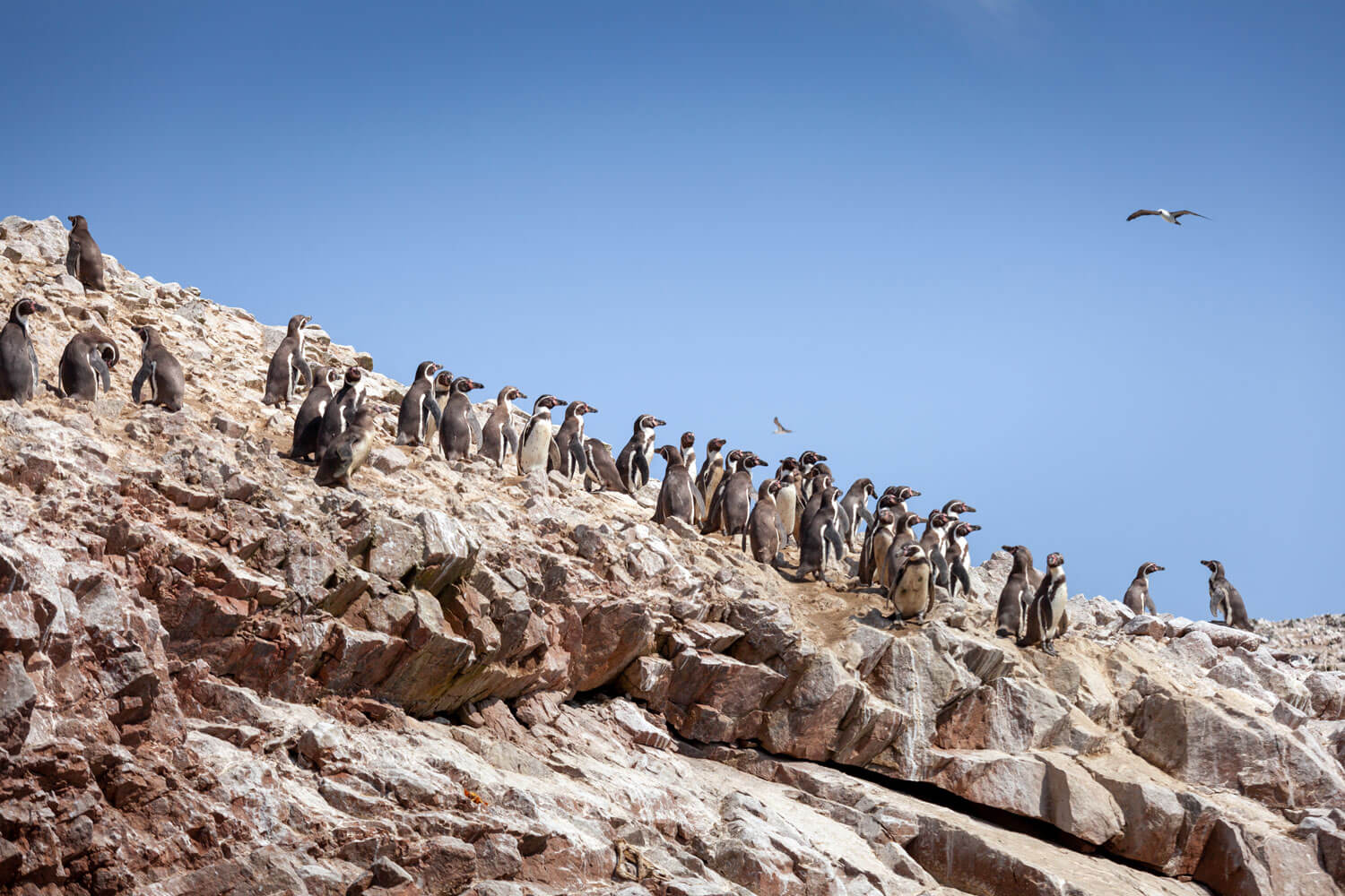 Pinguine auf den Ballestas Inseln vor der Pazifikküste Perus