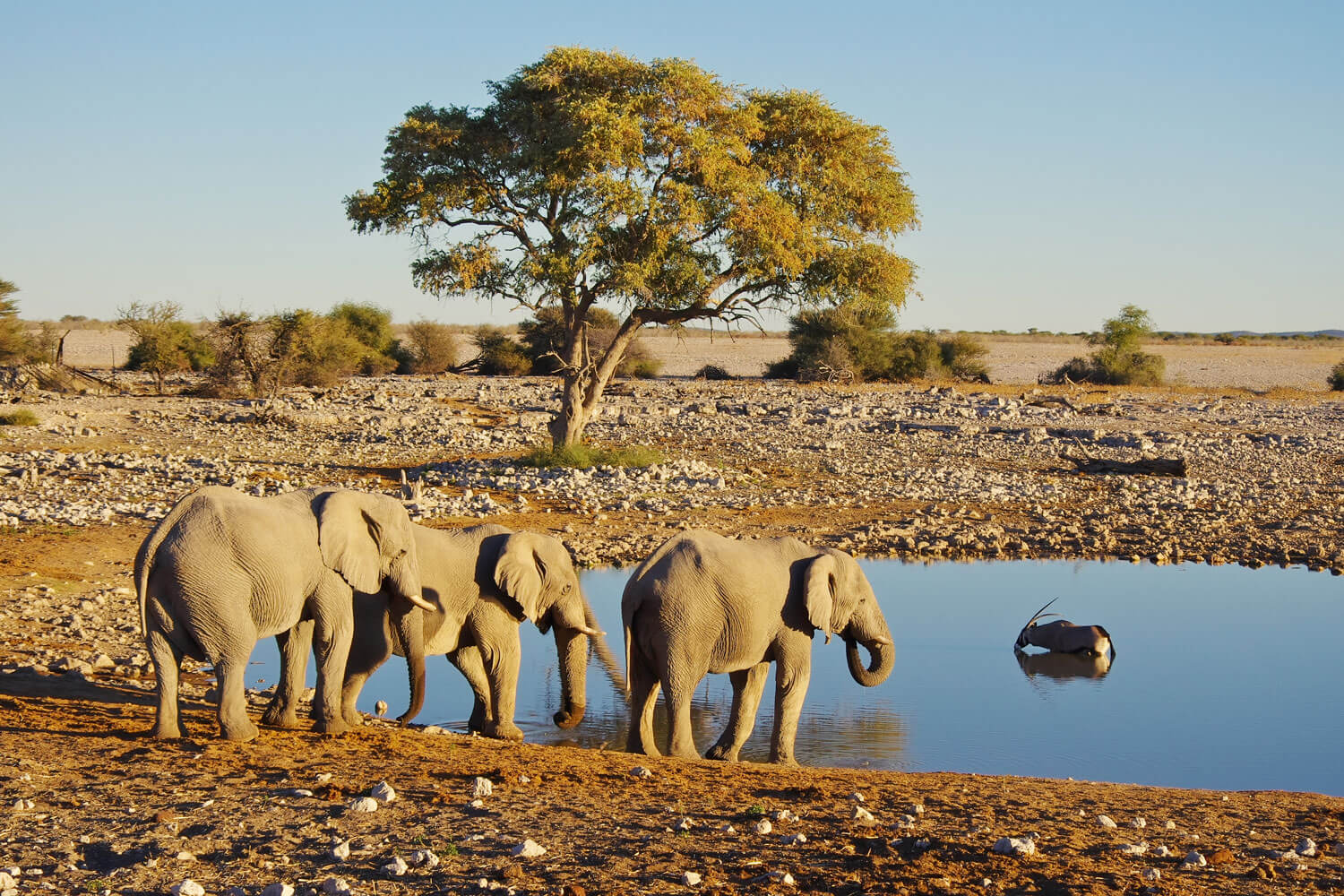 Elefanten und eine Antilope an einem Wasserloch vor karger Landschaft