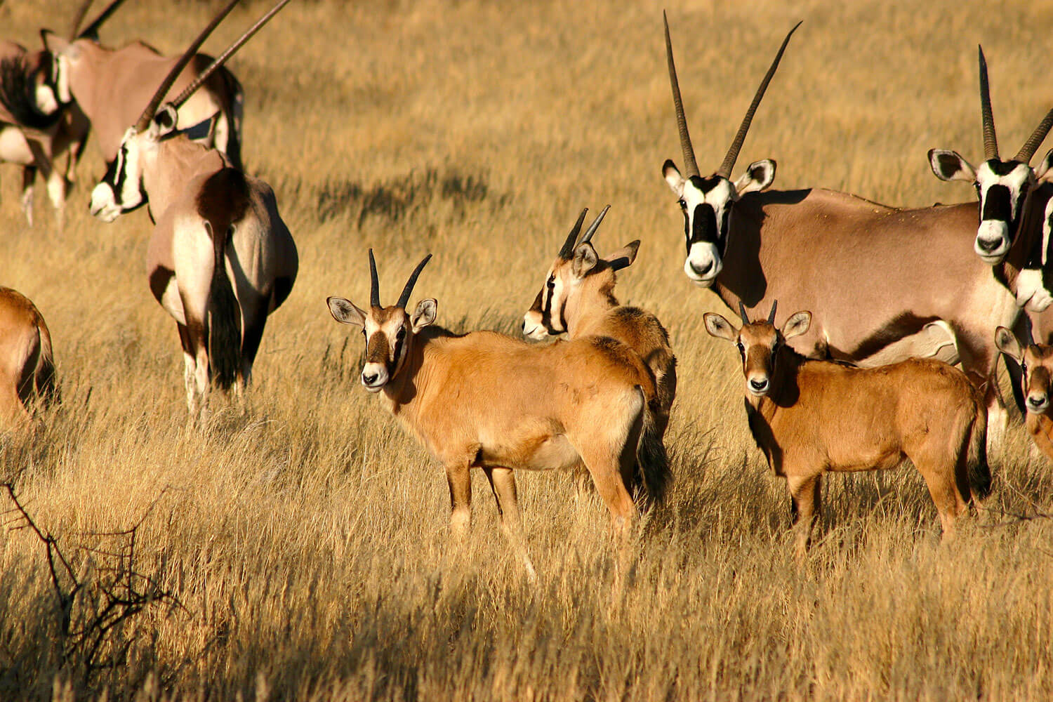 Oryx-Antilopen in Savannenlandschaft