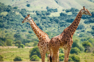 Zwei Giraffen in der Wildnis in schöner Graslandschaft