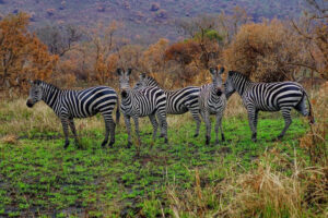 Gruppe Zebras in der Wildnis in schöner Graslandschaft