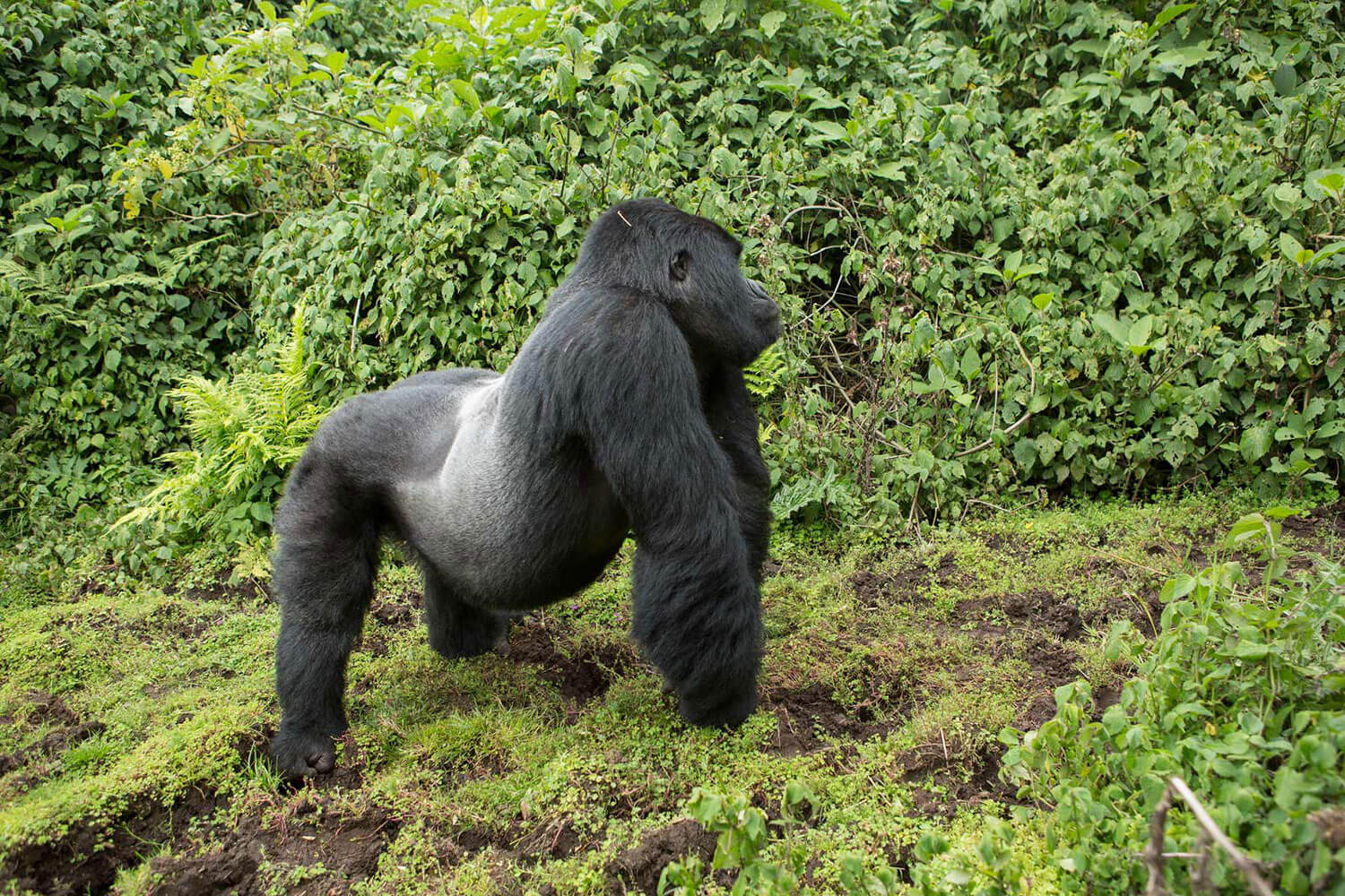 Silberrücken Gorilla in der Wildnis im Wald