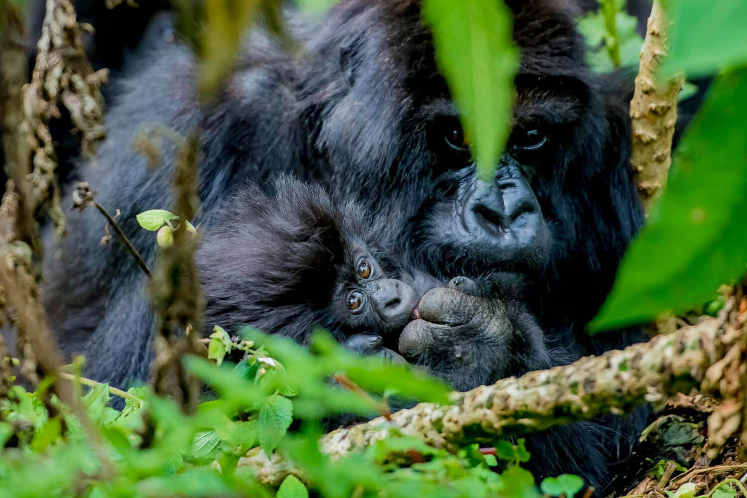 Gorillamutter mit Baby zwischen den Ästen