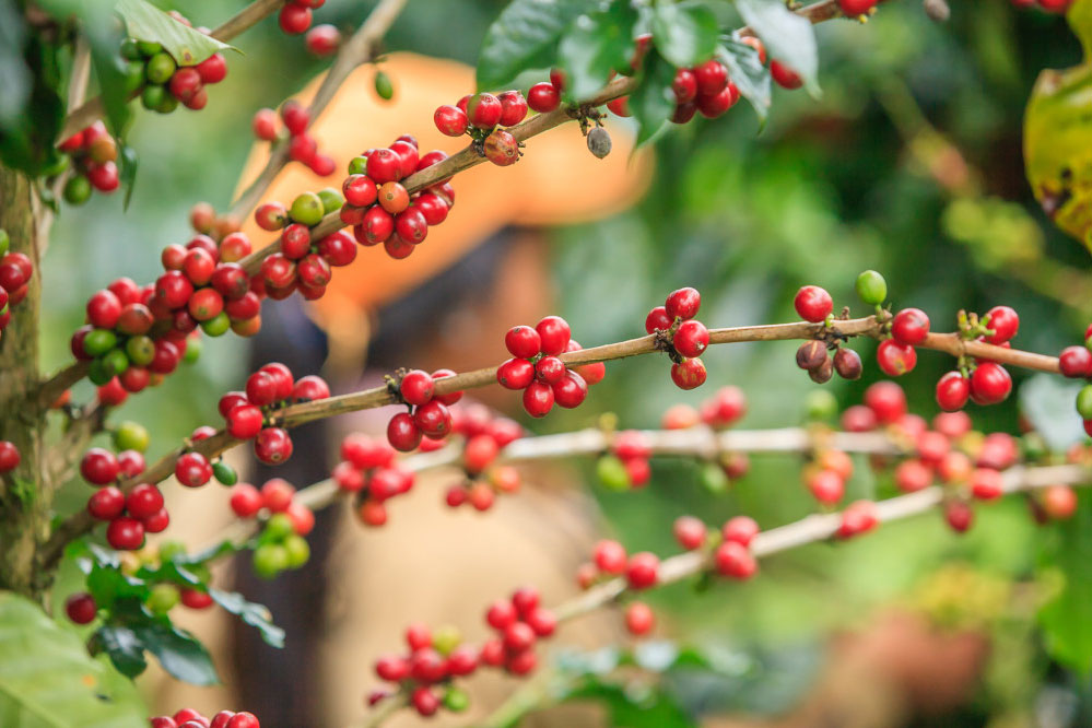 Zweig einer Kaffeepflanze mit roten Kaffeefrüchten.
