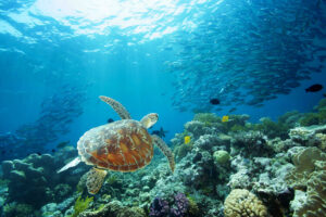 Schildkröte schwimmt im Great Barrier Reef mit farbigen Fischen, Korallen und grossen Fischschwärmen