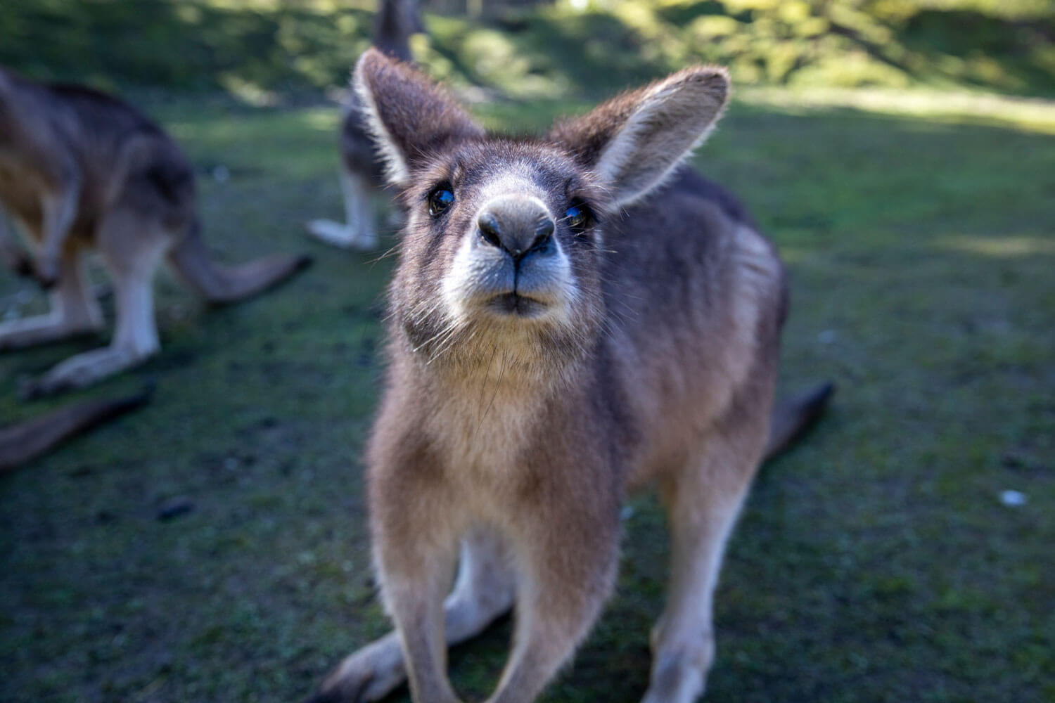 Känguru, das neugierig in die Kamera schaut