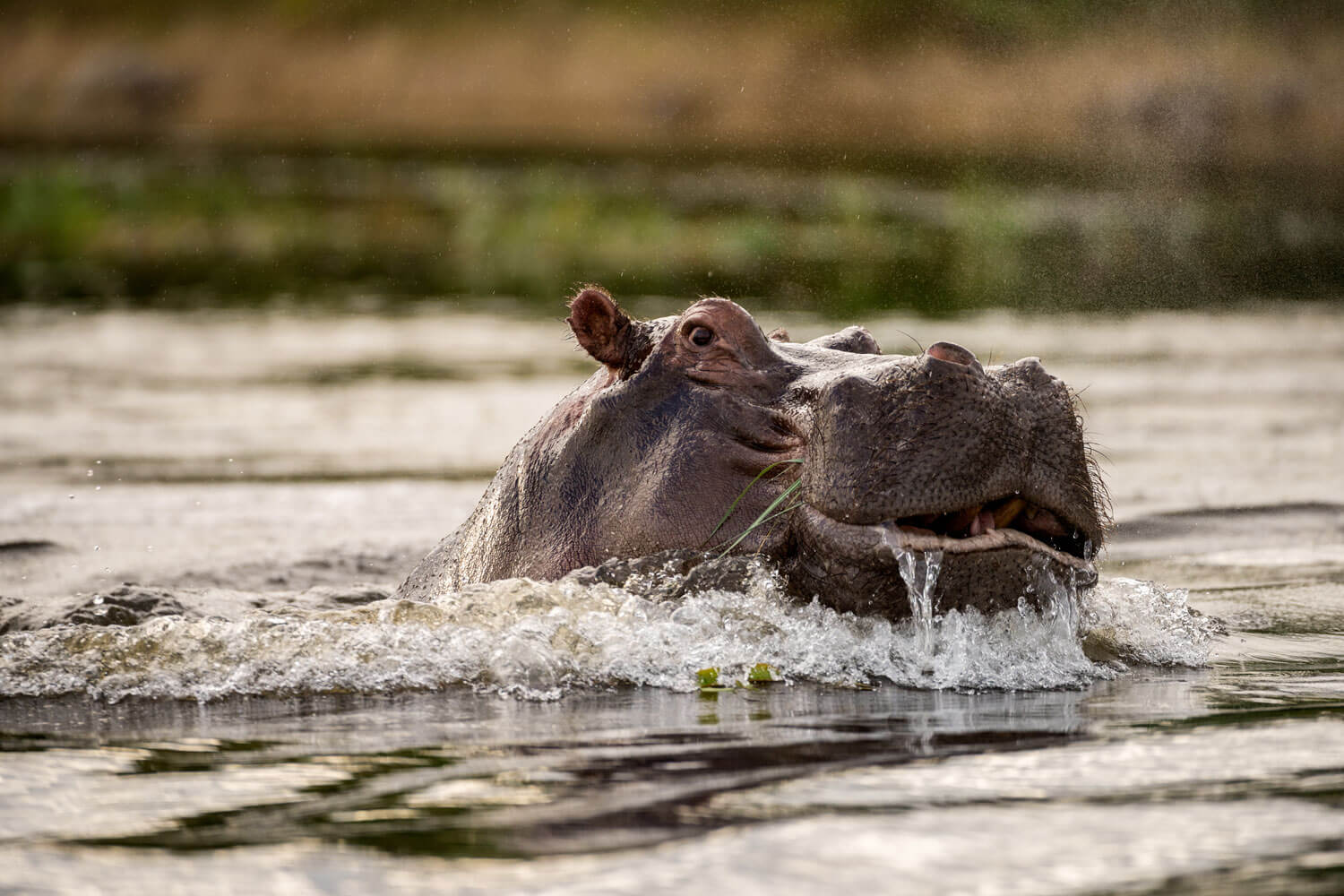 Nilpferd reckt Kopf aus dem Fluss