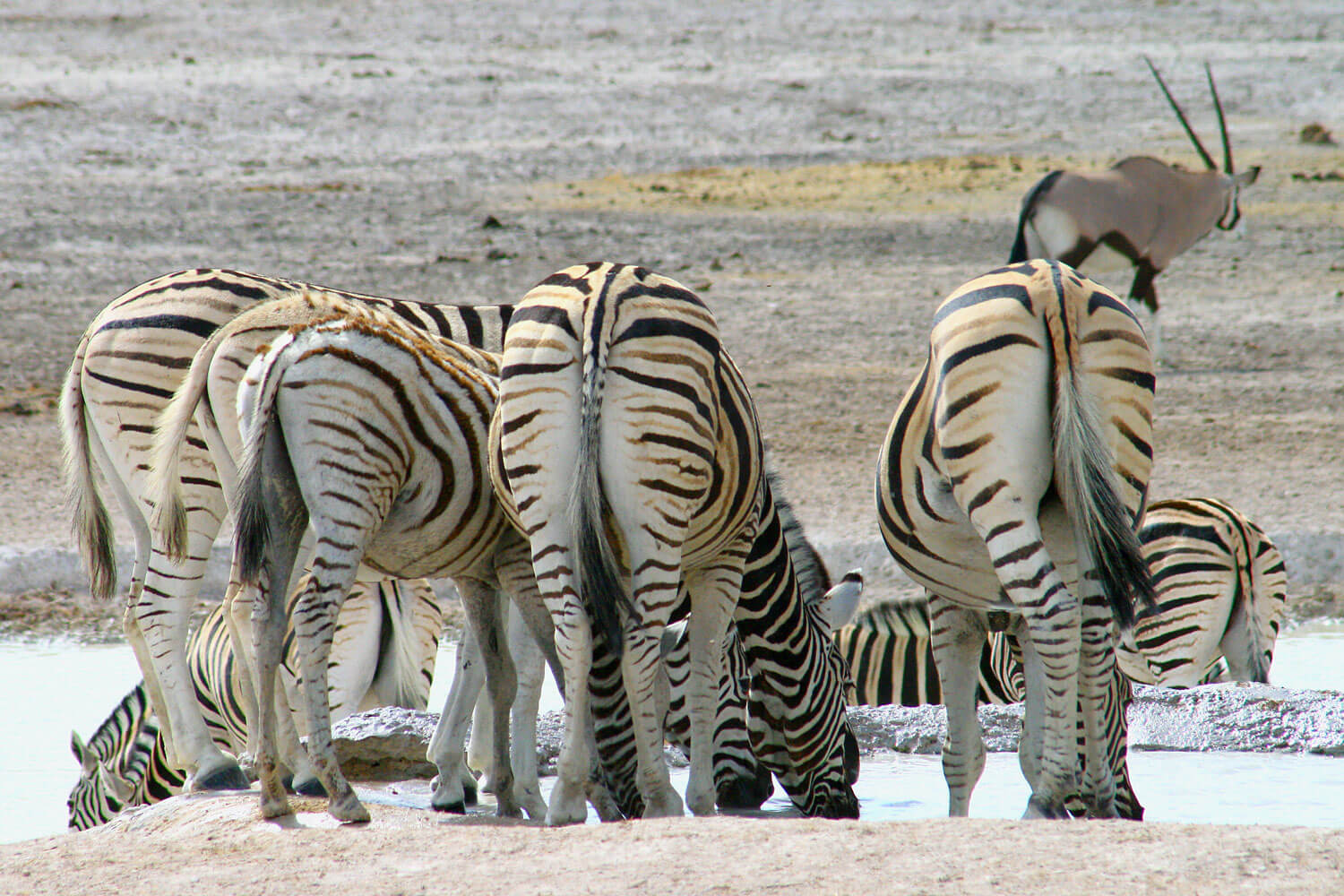 Gruppe von Zebras am Wasserloch in karger Landschaft